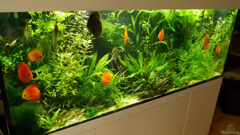 Pflanzen im Aquarium 1000L Amazonas von signo (32)