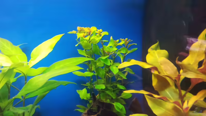 Pflanzen im Aquarium 110 L Gesellschaft von Shiml (10)