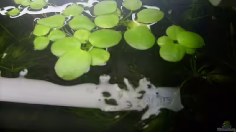 Pflanzen im Aquarium 112 Liter Südamerika von Vanessa Hansen (10)