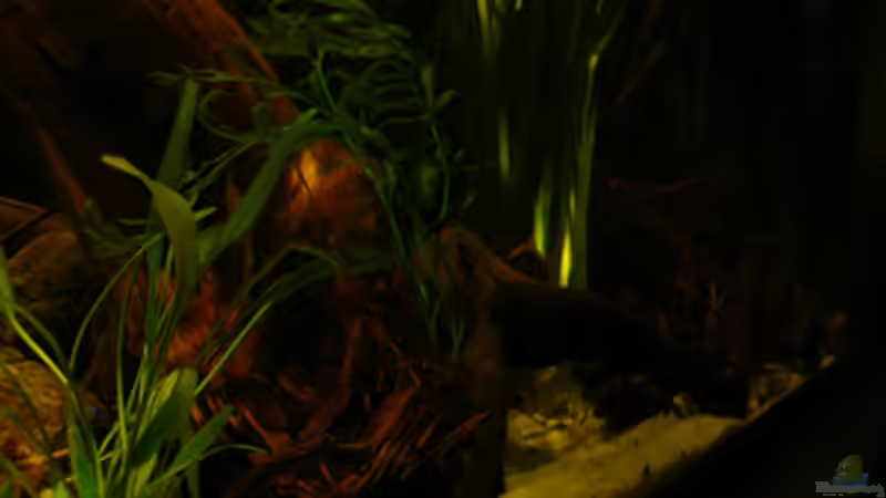 Pflanzen im Aquarium 112 Südamerika,N von Cichlid Power (20)