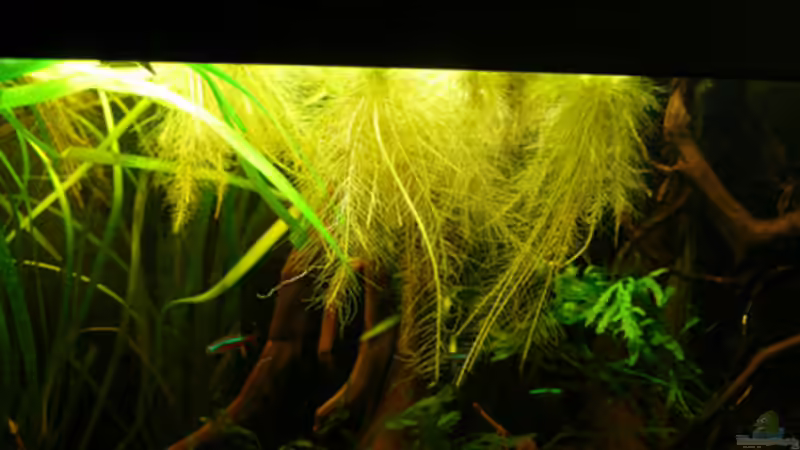 Pflanzen im Aquarium 112 Südamerika,N von Cichlid Power (24)