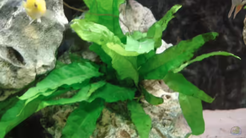 Pflanzen im Aquarium 112l Aufzuchtsaquarium von Lukas Szewczyk (6)