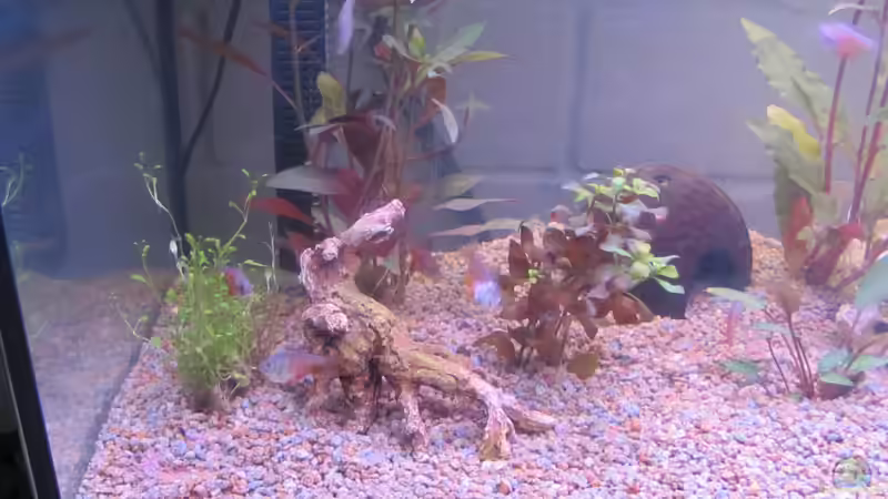 Pflanzen im Aquarium 120 Liter Roter von Rio von Patrick S. (4)