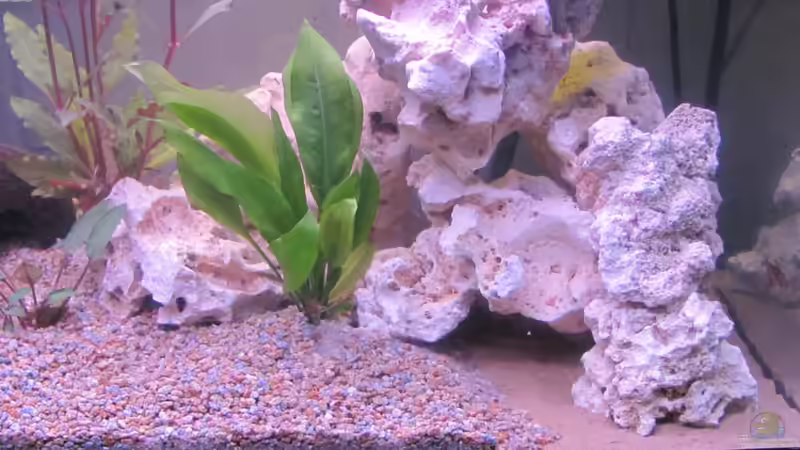 Pflanzen im Aquarium 120 Liter Roter von Rio von Patrick S. (5)