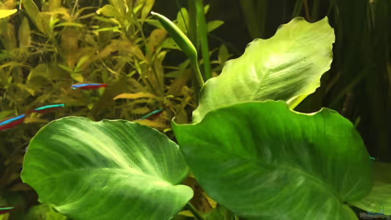 Pflanzen im Aquarium 125l-Gesellschaftsbecken von Yasmine (16)