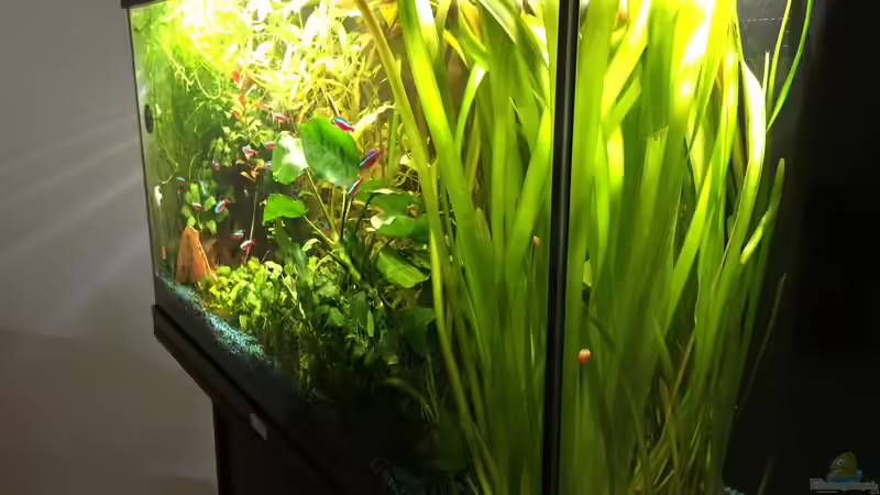 Pflanzen im Aquarium 125l-Gesellschaftsbecken von Yasmine (17)
