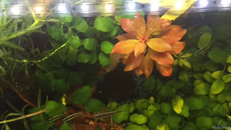 Pflanzen im Aquarium 125l-Gesellschaftsbecken von Yasmine (18)