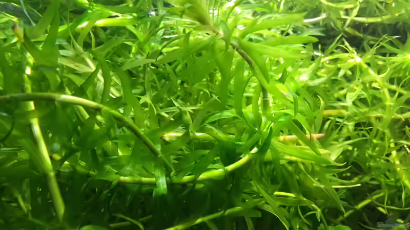 Pflanzen im Aquarium 125l-Gesellschaftsbecken von Yasmine (19)