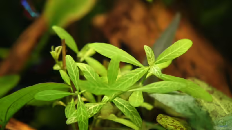 Pflanzen im Aquarium 126l Südamerika von A. Twele (14)