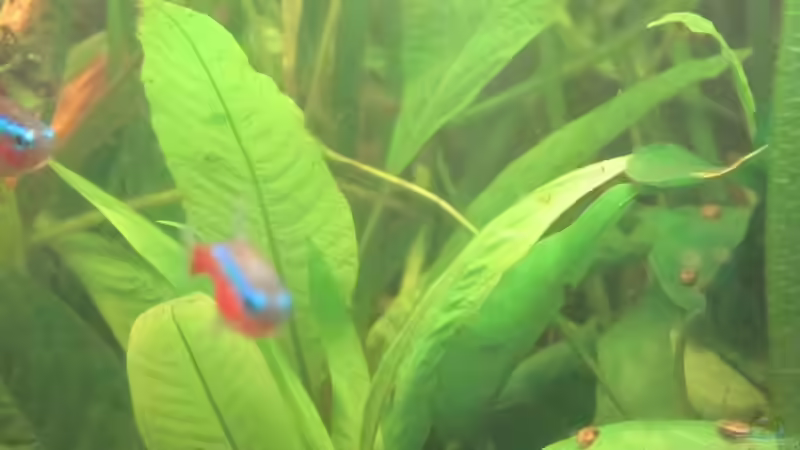 Pflanzen im Aquarium 126l Südamerika von A. Twele (15)