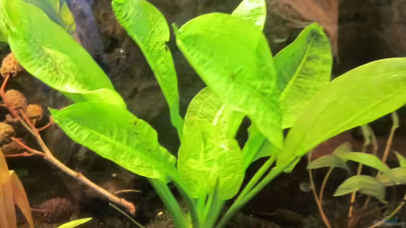 Pflanzen im Aquarium 126l Südamerika von A. Twele (16)