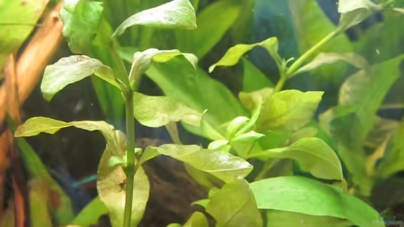 Pflanzen im Aquarium 126l Südamerika von A. Twele (17)