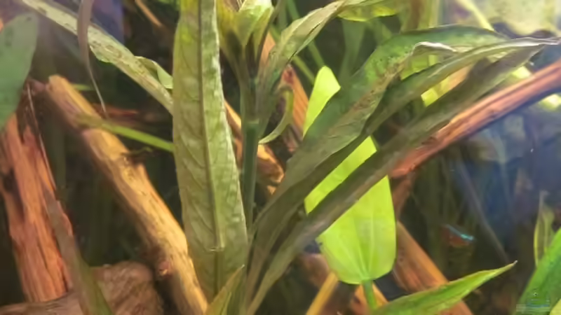 Pflanzen im Aquarium 126l Südamerika von A. Twele (18)