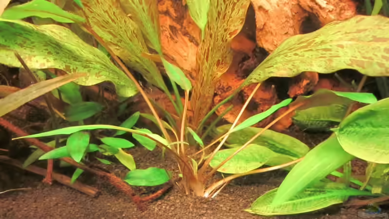 Pflanzen im Aquarium 126l Südamerika von A. Twele (19)