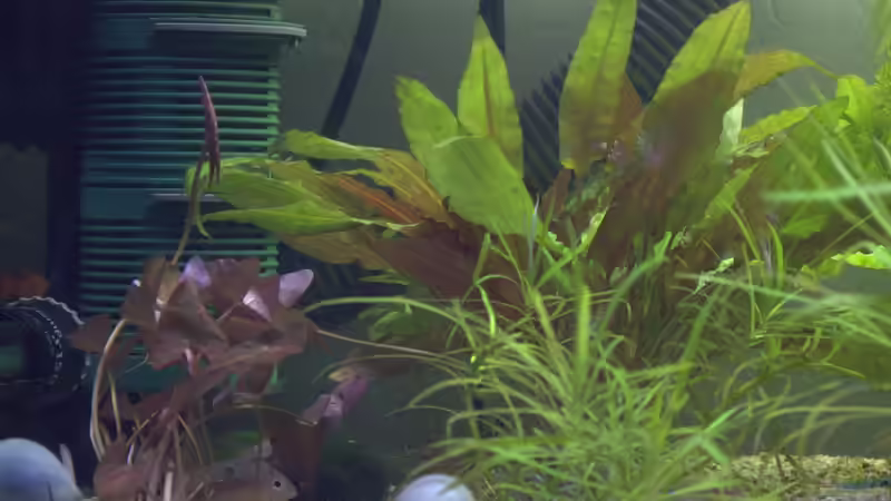 Pflanzen im Aquarium 160er Höhle im Wald von SteB-Studio (2)