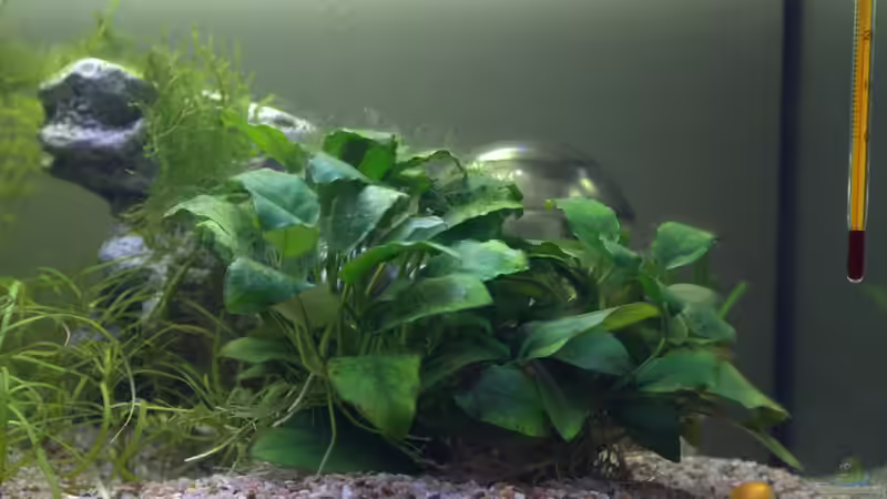 Pflanzen im Aquarium 160er Höhle im Wald von SteB-Studio (3)