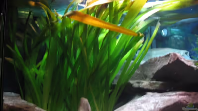 Pflanzen im Aquarium 160l Tanganjika (Existiert nicht mehr!) von -serok- (5)