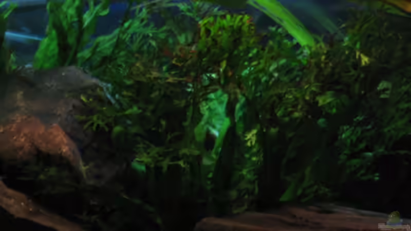 Pflanzen im Aquarium 160l Tanganjika (Existiert nicht mehr!) von -serok- (6)