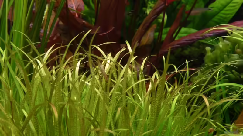 Pflanzen im Aquarium 160x60x60 von Torsten Franke (11)