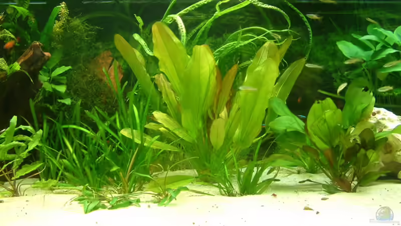 Pflanzen im Aquarium 2. Becken von Frank Krüger (6)