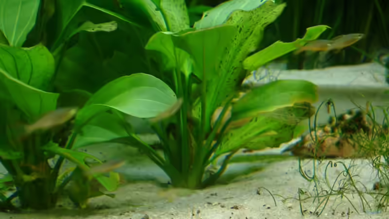 Pflanzen im Aquarium 2. Becken von Frank Krüger (7)