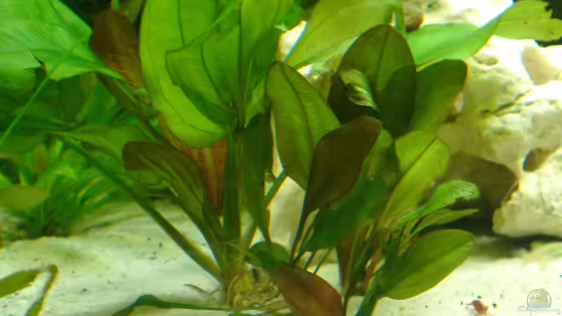 Pflanzen im Aquarium 2. Becken von Frank Krüger (9)