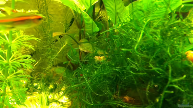 Pflanzen im Aquarium 2. Becken von mari (4)