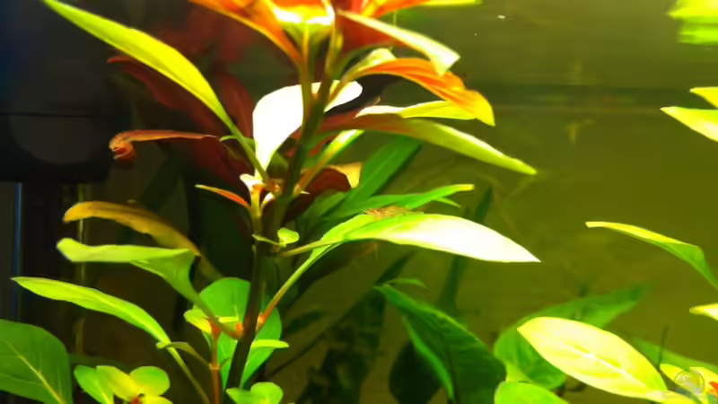 Pflanzen im Aquarium 2. Becken von mari (5)