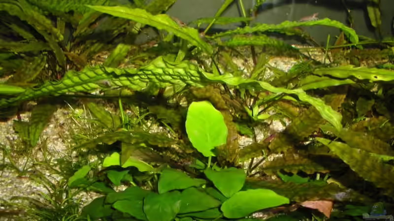 Pflanzen im Aquarium 200 Liter Red Fire von Matthias (11)