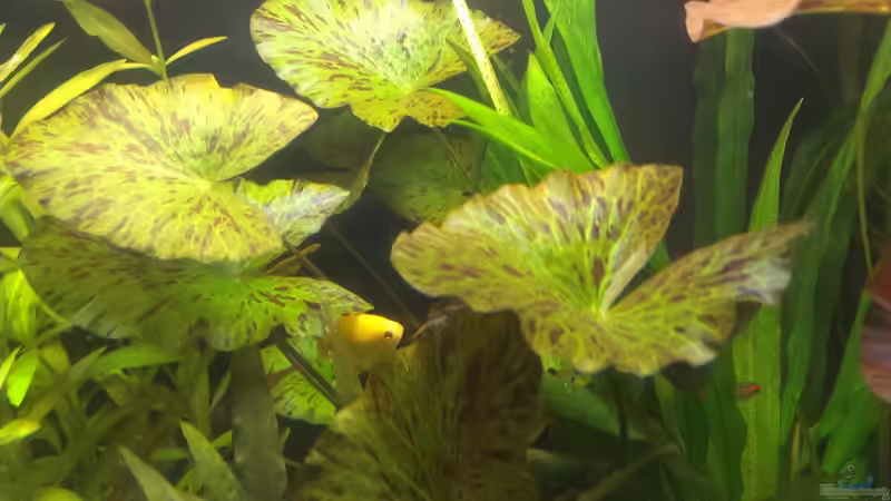 Pflanzen im Aquarium 200er von Pflanzenfreund (10)