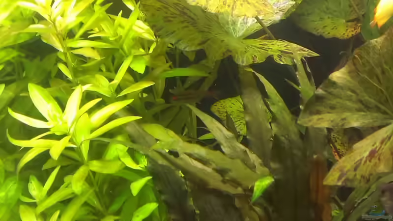 Pflanzen im Aquarium 200er von Pflanzenfreund (11)