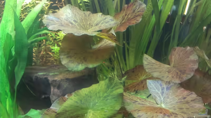 Pflanzen im Aquarium 200er von Pflanzenfreund (12)