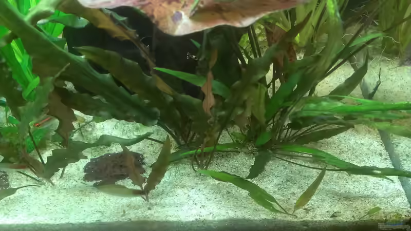 Pflanzen im Aquarium 200er von Pflanzenfreund (13)