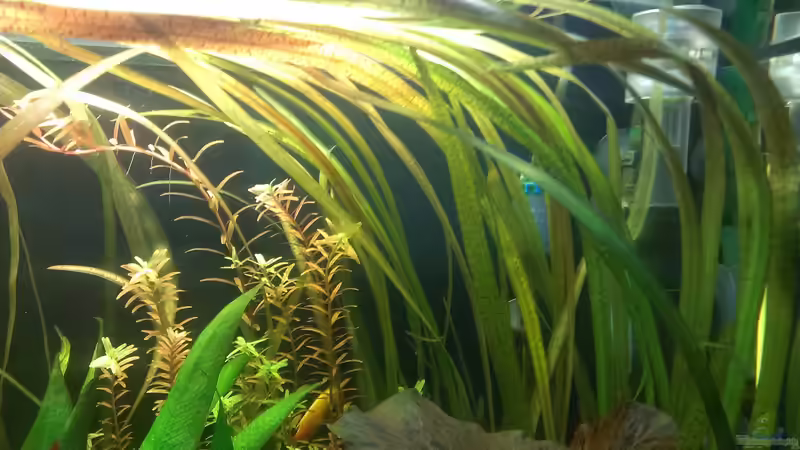 Pflanzen im Aquarium 200er von Pflanzenfreund (7)