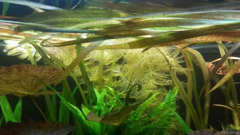 Pflanzen im Aquarium 200er von Pflanzenfreund (8)