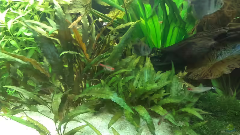 Pflanzen im Aquarium 200er von Pflanzenfreund (9)