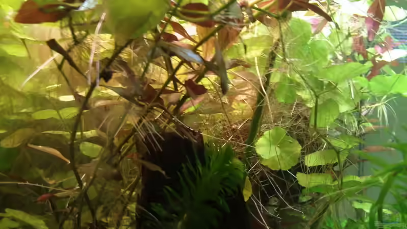 Pflanzen im Aquarium 200l-Americana von puschel78 (5)