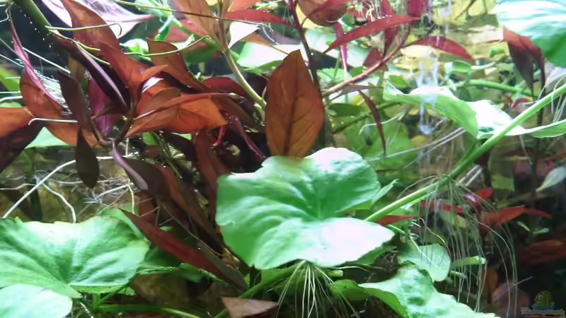 Pflanzen im Aquarium 200l-Americana von puschel78 (6)