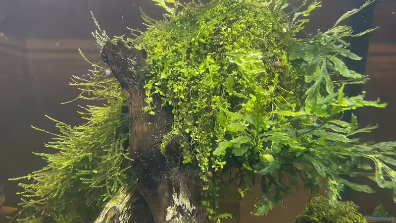 Pflanzen im Aquarium 216er Cube von PeterK (10)