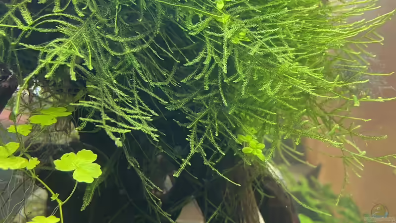 Pflanzen im Aquarium 216er Cube von PeterK (11)