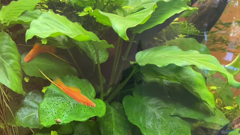 Pflanzen im Aquarium 216er Cube von PeterK (12)