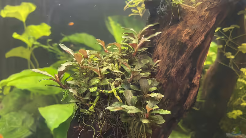 Pflanzen im Aquarium 216er Cube von PeterK (13)