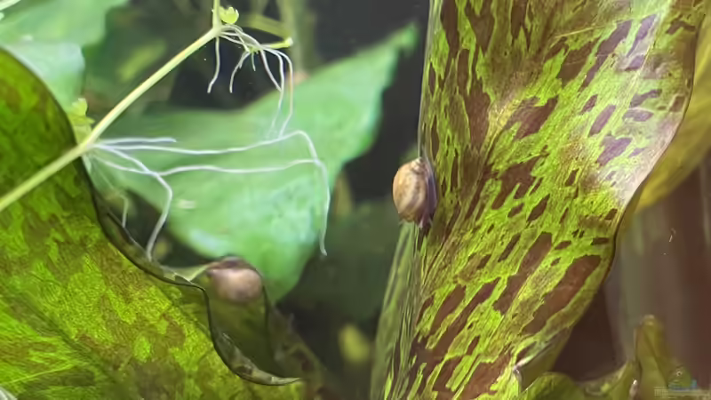 Pflanzen im Aquarium 216er Cube von PeterK (14)