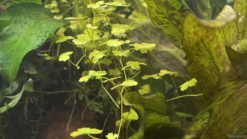 Pflanzen im Aquarium 216er Cube von PeterK (3)