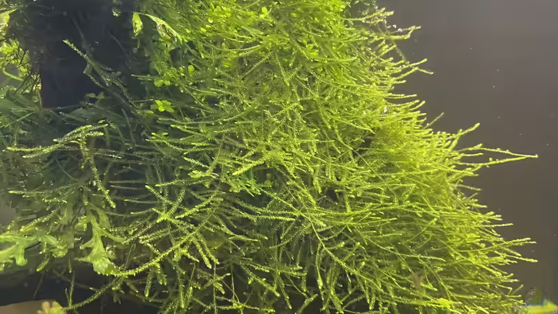 Pflanzen im Aquarium 216er Cube von PeterK (4)