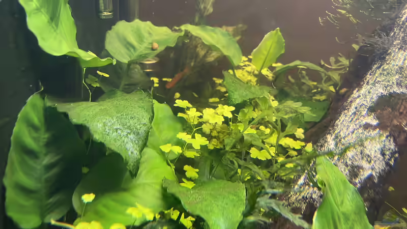 Pflanzen im Aquarium 216er Cube von PeterK (5)