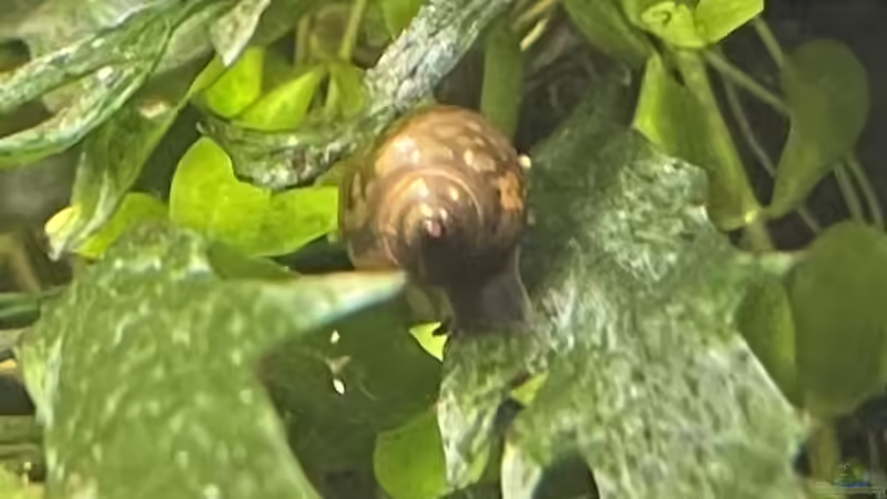 Pflanzen im Aquarium 216er Cube von PeterK (7)