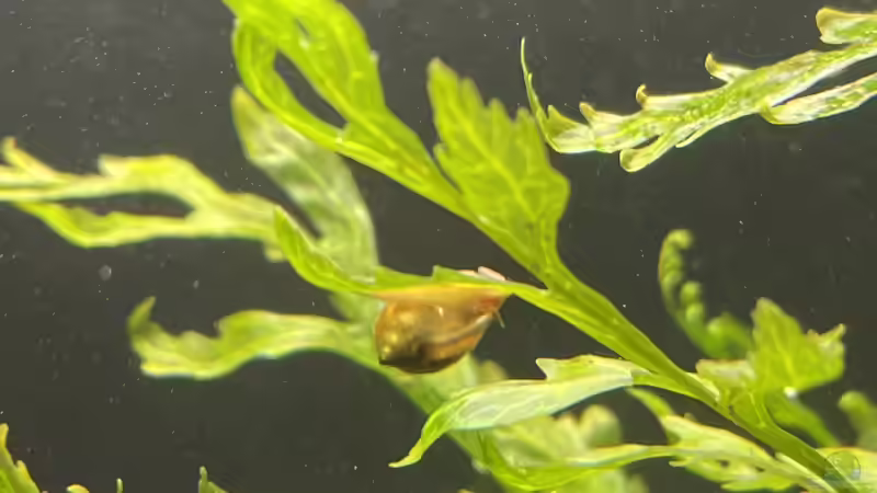 Pflanzen im Aquarium 216er Cube von PeterK (8)