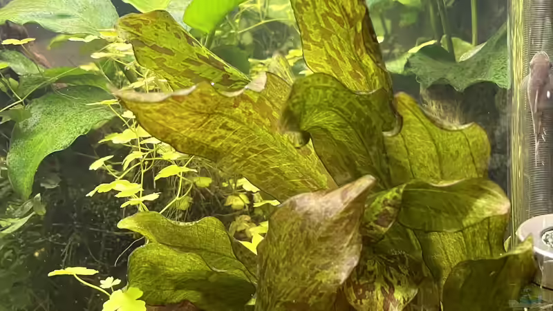 Pflanzen im Aquarium 216er Cube von PeterK (9)