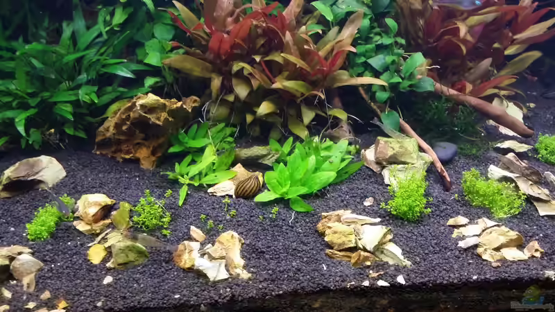 Pflanzen im Aquarium 216l cube no name von Enyo (10)